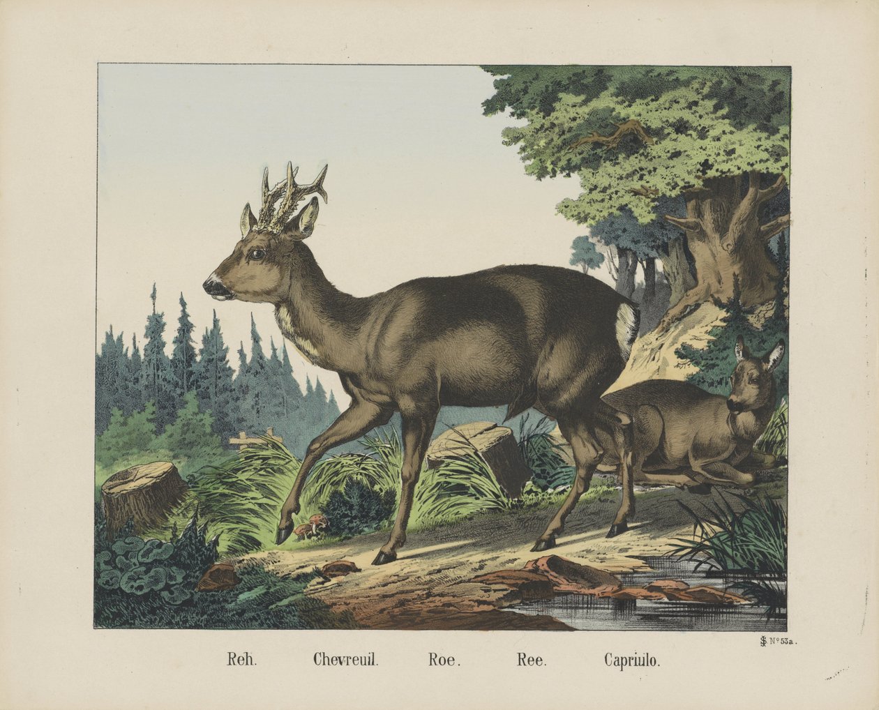 Reh. / Chevreuil. / Roe. / Ree. / Capriulo (cím a tárgyon) alkotó: firma Joseph Scholz