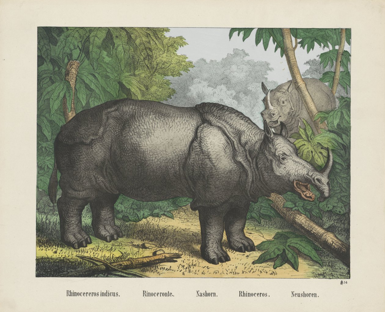 Rhinocereros indicus. / Rinoceronte. / Nashorn. / Orrszarvú. / Neushoren (cím a tárgyon) alkotó: firma Joseph Scholz