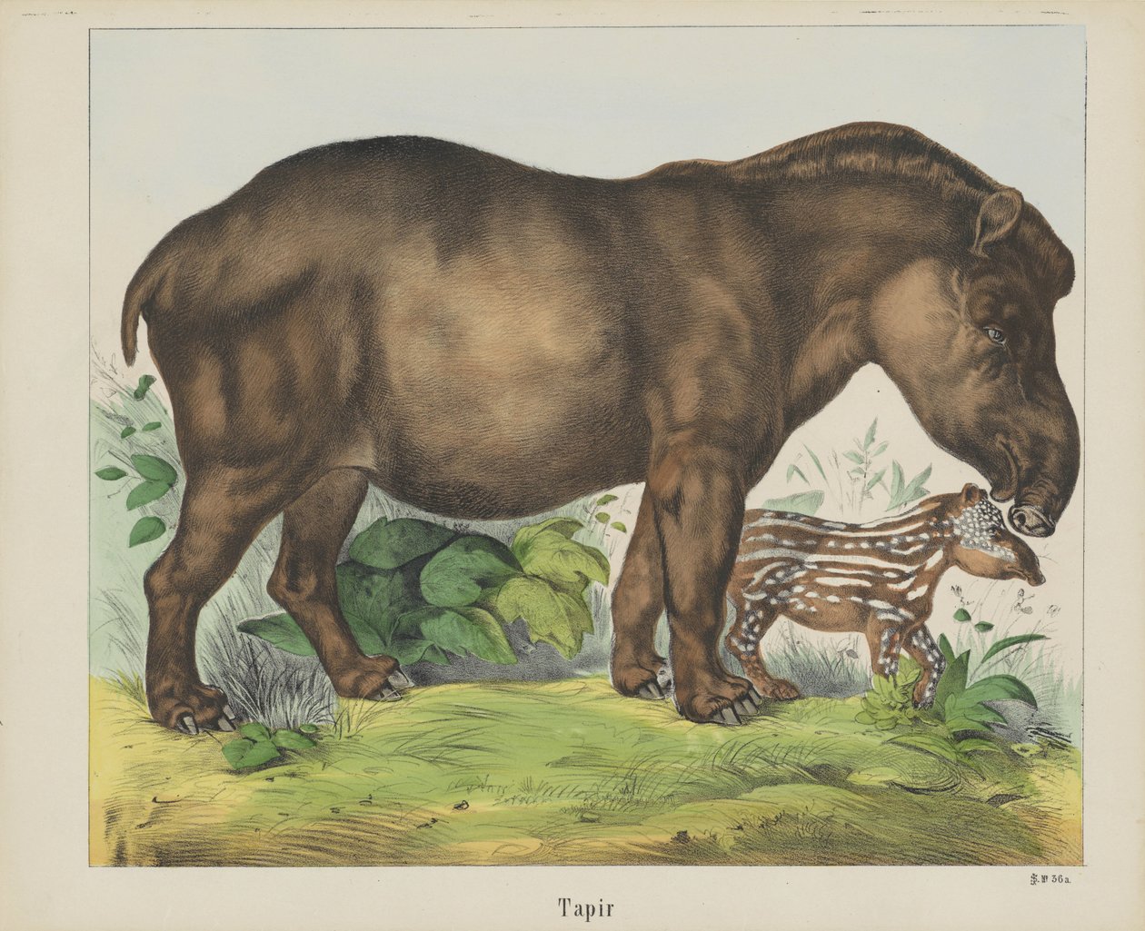 Tapir (cím az objektumon) alkotó: firma Joseph Scholz