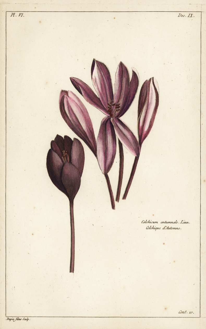 Őszi sáfrány, réti sáfrány vagy meztelen hölgyek, Colchicum autumnale, Linn alkotó: the Younger Dupin