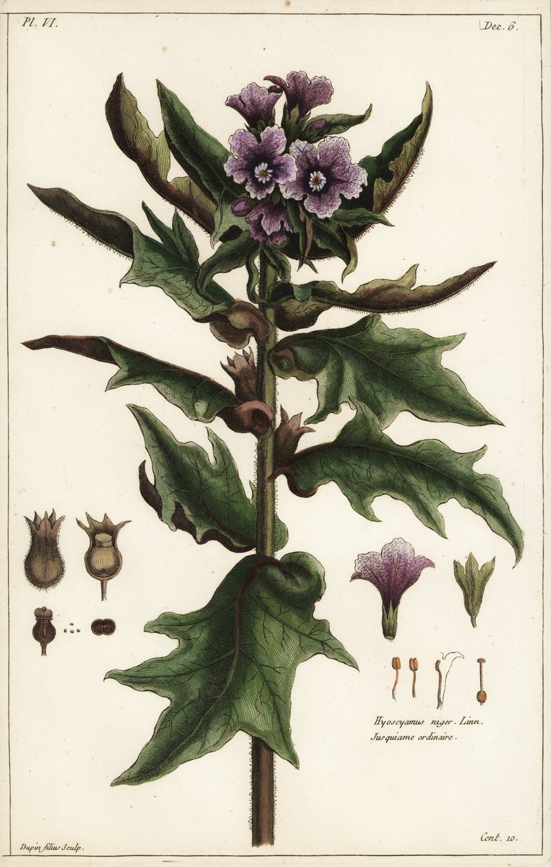 Fekete tyúkól, jusquiame noire, Hyoscyamus niger Linn alkotó: the Younger Dupin