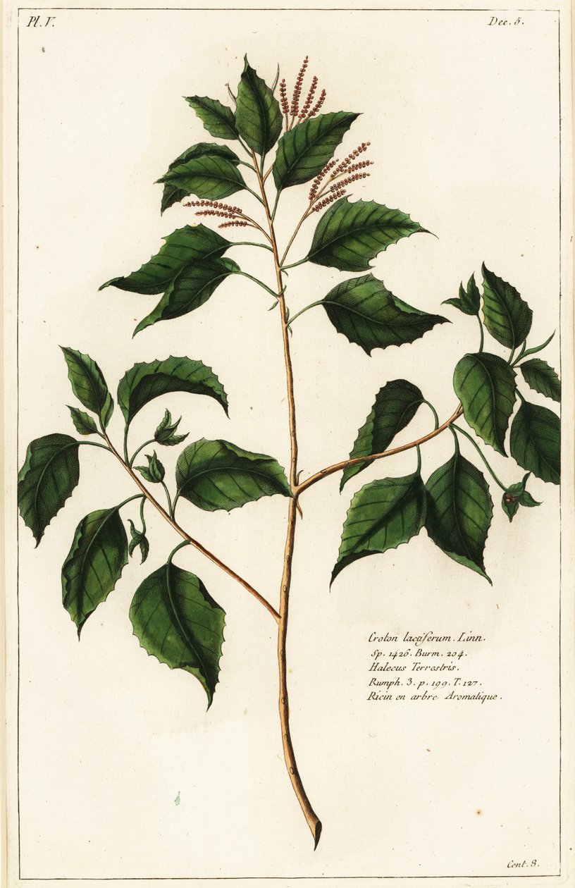 Gyertya dió, Croton laccifer alkotó: the Younger Dupin