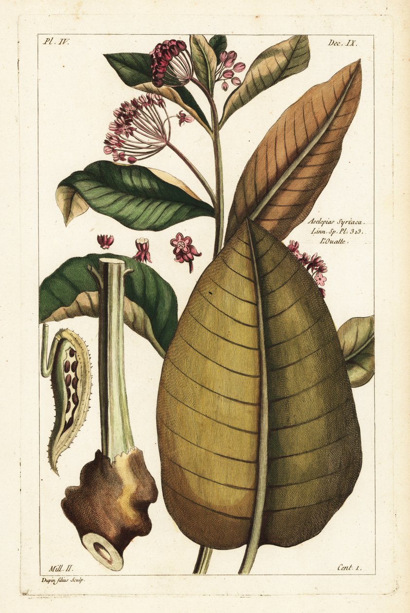 Közönséges selyemfű, Asclepias syriaca alkotó: the Younger Dupin