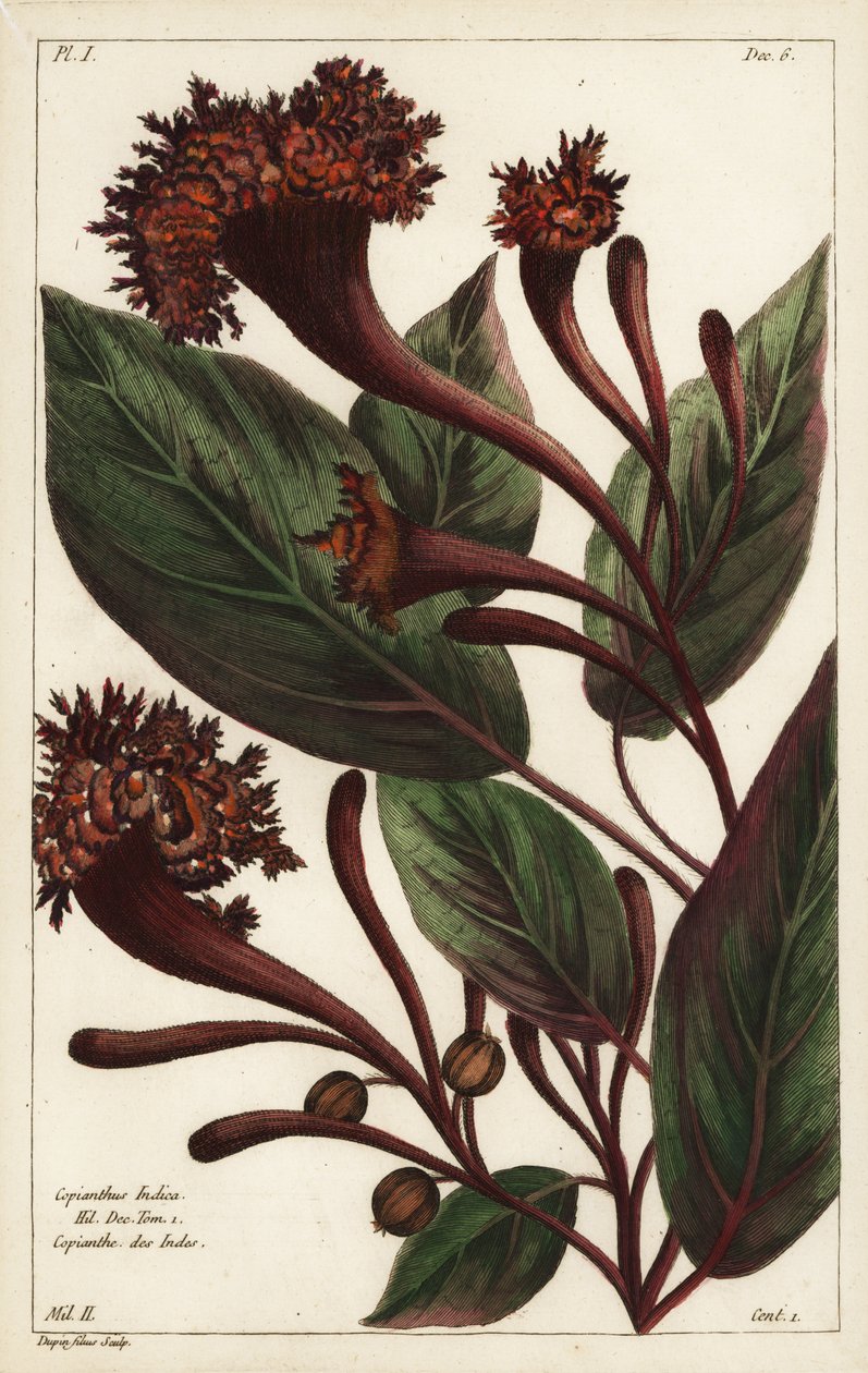 Bőségszaru cserje, Copianthus indica, Hil alkotó: the Younger Dupin