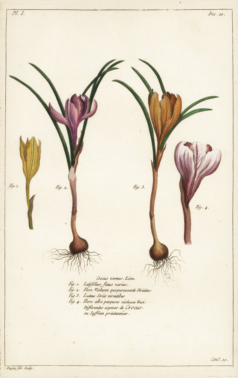 Különböző tavaszi sáfrányfajok, Crocus vernus, Linn alkotó: the Younger Dupin