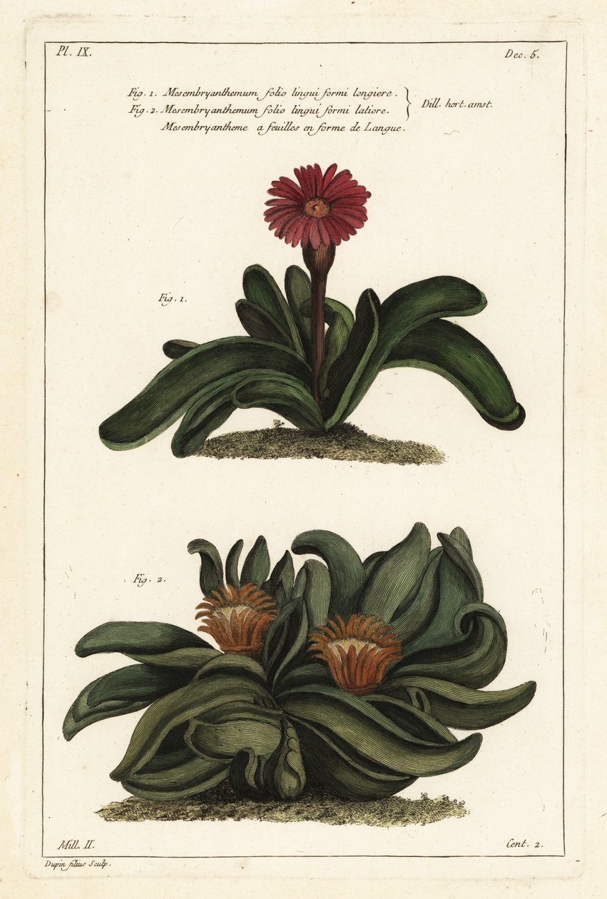Elkhorn növény, Rhombophyllum dolabriforme (királylevelű fügevirág, Mesembryanthemum dolabriforme) alkotó: the Younger Dupin