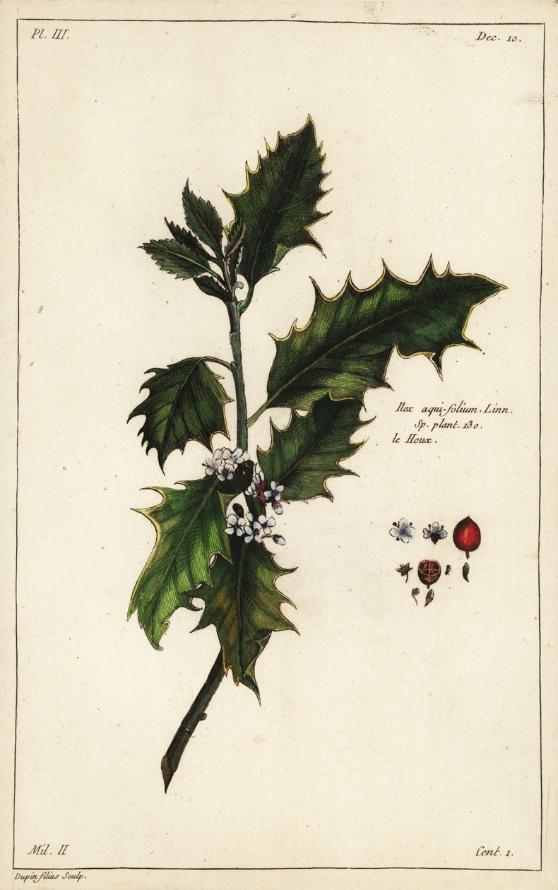 Európai magyal, Ilex aquifolium, Linn alkotó: the Younger Dupin