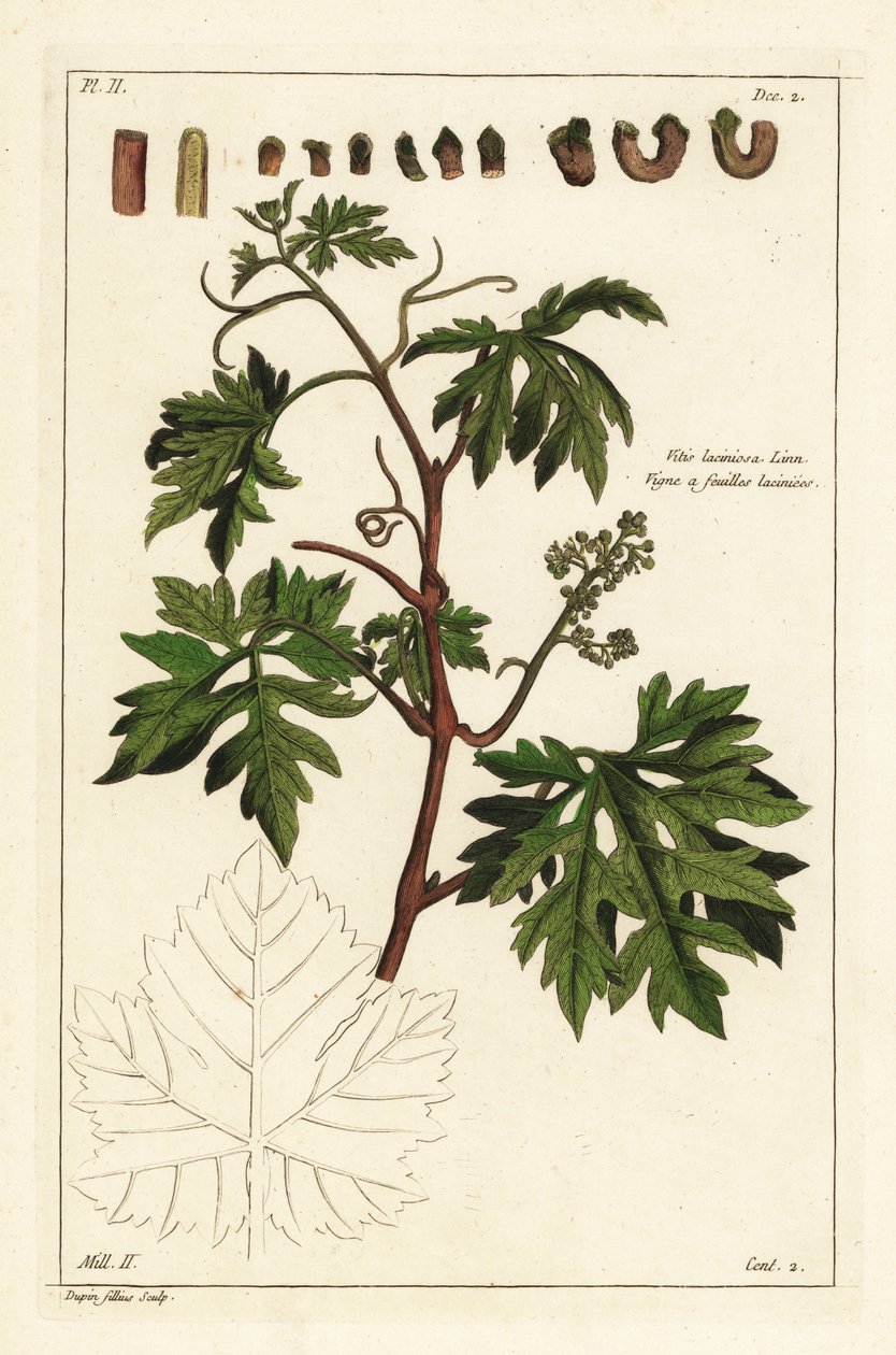 Levelei és bimbózó szőlő egy szőlőtőke, Vitis vinifera alkotó: the Younger Dupin