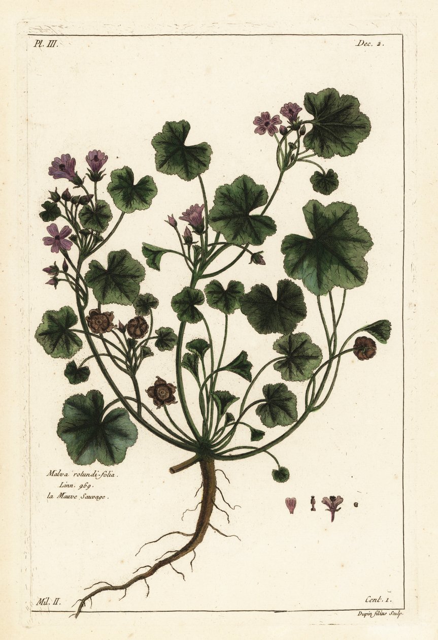 Alacsony mályva vagy kerek levelű mályva, Malva pusilla alkotó: the Younger Dupin