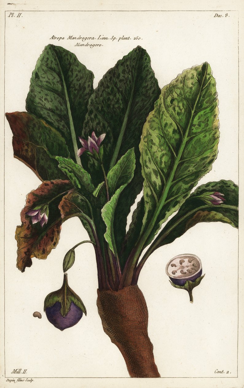 Mandragóra, Mandragora alkotó: the Younger Dupin