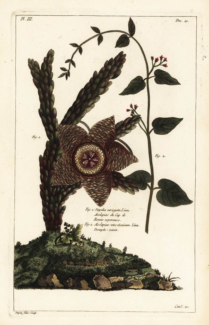 Tengeri csillag növény, Orbea variegata 1 és fehér fecskefű, Vincetoxicum hirundinaria 2 alkotó: the Younger Dupin