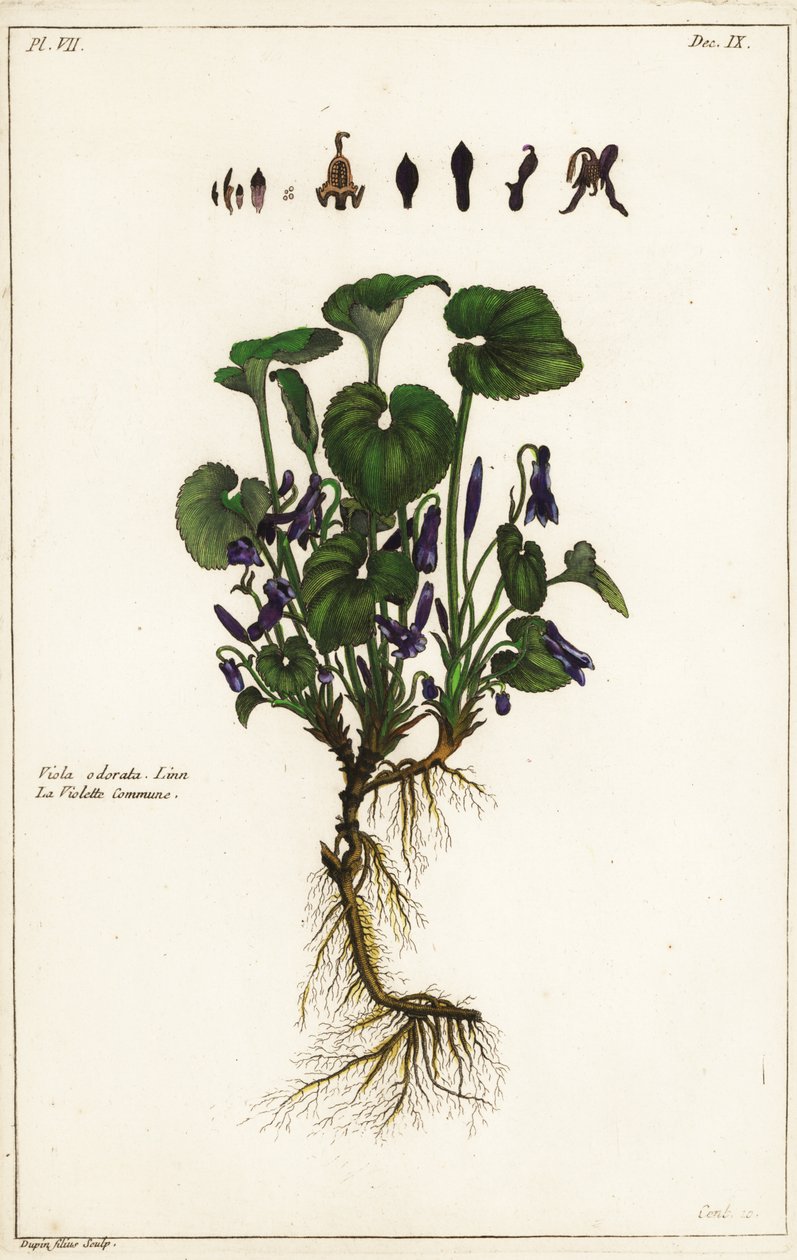 Édes ibolya, Viola odorata alkotó: the Younger Dupin