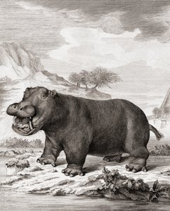 Víziló (Hippopotamus amphibius)