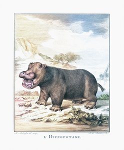 Víziló (Hippopotamus amphibius)
