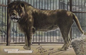 African Lion, London Zoological Gardens (színes fotó) alkotó: (after) English photographer