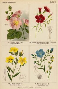 Althaea Rosea, Linum Grandiflorum, Linum Flavum, Linum Perenne (színes litográfia) alkotó: (after) German School