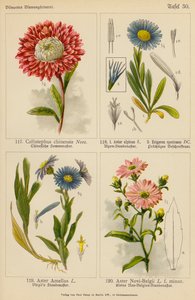 Callistephus Chinensis, Aster Alpinus, Erigeron Speciosus, Aster Amellus, Aster Novi-Belgii (színes litográfia) alkotó: (after) German School