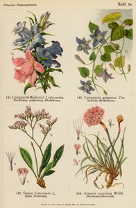 Campanula Medium, Campanula Garganica, Statice Limonium, Armeria Maritima (színes litográfia) alkotó: (after) German School