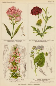 Centranthus Angustifolius, Scabiosa Atropurpurea, Morinia Longifolia, Ageratum Mexicanum, Ageratum Conyzodes, Ageratum Corymbosum (színes litográfia). alkotó: (after) German School