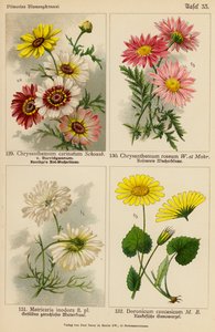 Chrysanthemum Carinatum, Chrysanthemum Roseum, Matricaria Inodora, Doronicum Caucasicum (színes litográfia) alkotó: (after) German School