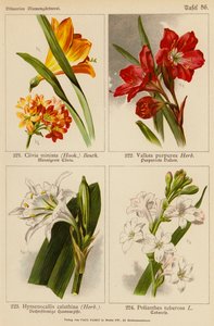 Clivia Miniata, Vallota Purpurea, Hymenocallis Calathina, Polianthes Tuberosa (színes litográfia) alkotó: (after) German School