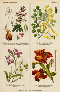 Corydalis cava, Corydalis solida, Corydalis lutea, Matthiola incana, Cheiranthus cheiri (színes litho) alkotó: (after) German School