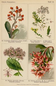 Cotyledon (Echeveria) Retusa, Sedum Album, Sedum Acre, Sedum Spectabile, Sedum Spurium (színes litho) alkotó: (after) German School