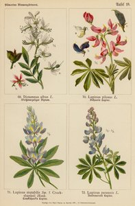 Dictamnus Albus, Lupinus Pilosus, Lupinus Mutabilis, Lupinus Perennis (színes litográfia) alkotó: (after) German School