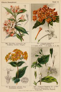 Diervillea Coraeensis, Bouvardia Hybrida, Bouvardia Leiantha, Bouvardia Longiflora, Rondeletia Odorata, Eupatorium Haageanum, Eupatorium Weinmaunianum (színes litográfia).