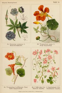 Geranium Pratense, Tropaeolum Majus, Tropaeolum Lobbianum, Oxalis Rosea, Oxalis Floribunda (színes litho) alkotó: (after) German School