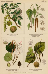Juglans Regia, Betula Pendula, Alnus Glutinosa, Corylus Avellana (színes litográfia) alkotó: (after) German School