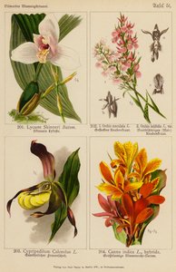 Lycaste Skinneri, Orchis Maculata, Orchis Latifolia, Cypripedilum Calceolus, Canna Indica (színes litó) alkotó: (after) German School