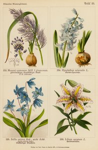 Muscari Comosum, Hyacinthus Orientalis, Scilla Cernua, Lilium Auratum (színes litográfia) alkotó: (after) German School