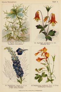 Nigella Damascena, Aquilegia Canadensis, Delphinium Elatum, Delphinium Nudicaule (színes litográfia) alkotó: (after) German School