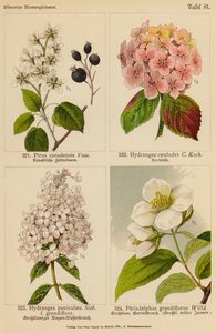 Pirus Canadensis, Hydrangea Opulodes, Hydrangea Paniculata, Philadelphus Grandiflorus (színes litográfia) alkotó: (after) German School