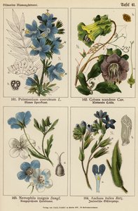 Polemonium Coeruleum, Cobaea Scandens, Nemophila Insignis, Anchusa Italica (színes litográfia) alkotó: (after) German School