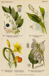 Polygonatum Multiflorum, Convallaria Majalis, Hemerocallis Flava, Hemerocallis Fulva, Hostia Sieboldiana (színes litó) alkotó: (after) German School