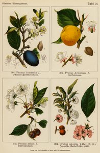 Prunus Domestica, Prunus Armeniaca, Prunus Avium, Prunus Japonica (színes litográfia)