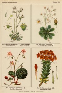 Saxifraga Decipiens, Saxifraga Hypnodes, Saxifraga Umbrosa, Saxifraga Sarmentosa, Rochea Coccinea (színes litho) alkotó: (after) German School