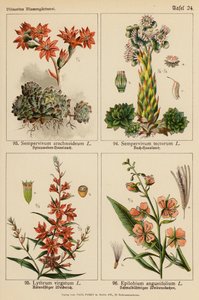 Sempervivum Arachnoideum, Sempervivum Tectorum, Lythrum Virgatum, Epilobium Angustifolium (színes litho) alkotó: (after) German School