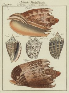 Kagylók (színes gravírozás)