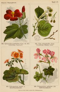 Sphaeralcea Umbellata, Tilia Platyphyllos, Pelargonium Zonale, Pelargonium Peltatum (színes litográfia) alkotó: (after) German School