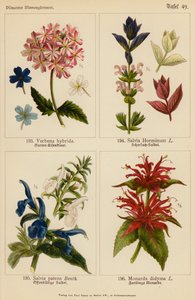 Verbena Hybrida, Salvia Horminum, Salvia Patens, Monarda Didyma (színes litográfia) alkotó: (after) German School