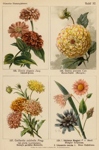 Zinnia Elegans, Dahlia Pinnata, Gaillardia Pulchella, Helipterum Manglesii, Catananche Coerulea (színes litográfia) alkotó: (after) German School