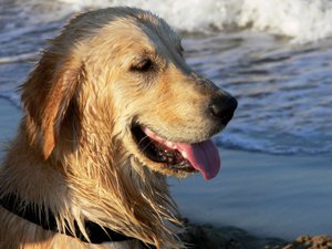 Golden Retriever alkotó: Monika Wittrich