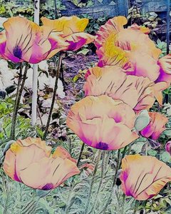 Pipacsok. alkotó: Margareta Uliarte