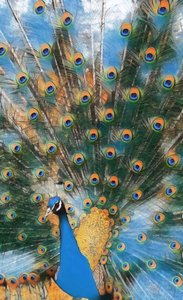 Pavo Real. alkotó: Margareta Uliarte