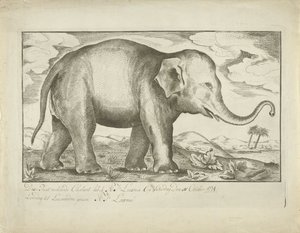 Elefánt alkotó: A.J. Looxma