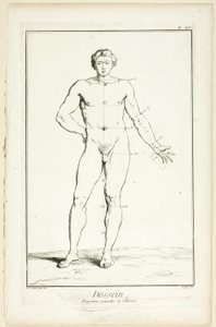 Tervezés: Encyclopédie: A férfi általános arányai, az Encyclopédie-ból.