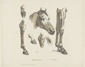 Mén ló / Hengst (cím a tárgyon) alkotó: A. van Loco